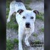 adoptable Dog in conroe, TX named SPRINKLES
