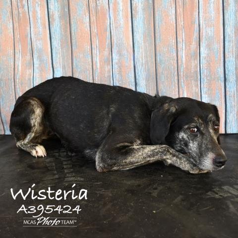 adoptable Dog in Conroe, TX named WISTERIA