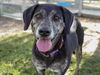 adoptable Dog in Conroe, TX named WISTERIA