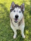 adoptable Dog in conroe, TX named SOPRANO