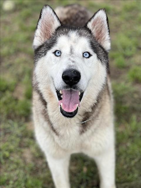 adoptable Dog in Conroe, TX named SOPRANO
