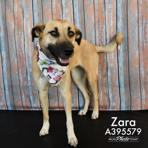 adoptable Dog in Conroe, TX named ZARA