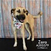 adoptable Dog in conroe, TX named ZARA