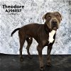 adoptable Dog in conroe, TX named THEODORE