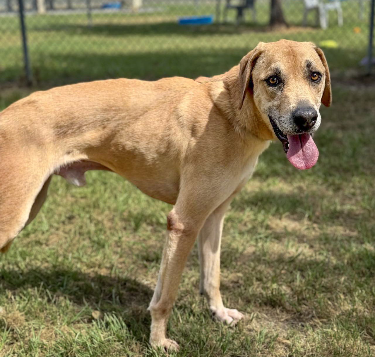 adoptable Dog in Conroe, TX named SEVEN