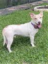 adoptable Dog in conroe, TX named QUESO