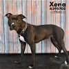 adoptable Dog in conroe, TX named XENA