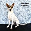 adoptable Dog in conroe, TX named RONAN