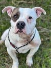 adoptable Dog in conroe, TX named BUMBLE
