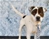 adoptable Dog in conroe, TX named VEGAS