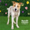 adoptable Dog in conroe, TX named BANDIT