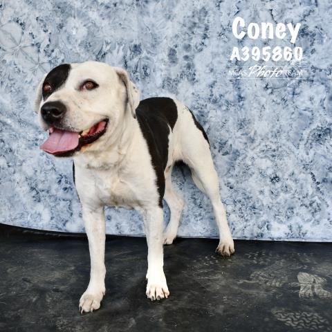 adoptable Dog in Conroe, TX named CONEY