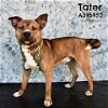 adoptable Dog in conroe, TX named TATER