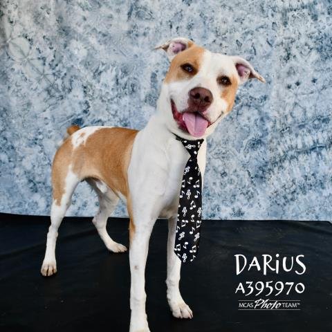 adoptable Dog in Conroe, TX named DARIUS