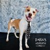 adoptable Dog in conroe, TX named DARIUS