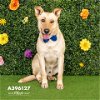adoptable Dog in conroe, TX named EMERSON