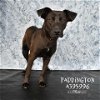 adoptable Dog in conroe, TX named PADDINGTON
