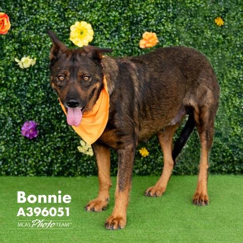 adoptable Dog in Conroe, TX named BONNIE