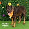 adoptable Dog in  named BONNIE