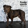 adoptable Dog in conroe, TX named CROSBY