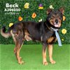 adoptable Dog in conroe, TX named BECK