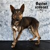 adoptable Dog in conroe, TX named BUSTER