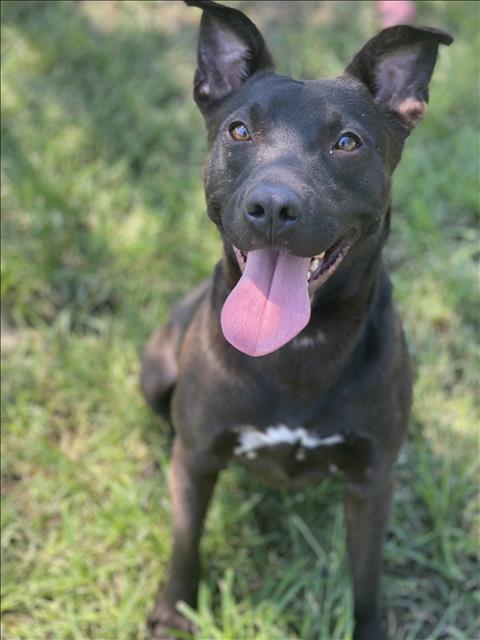 adoptable Dog in Conroe, TX named HARVEY