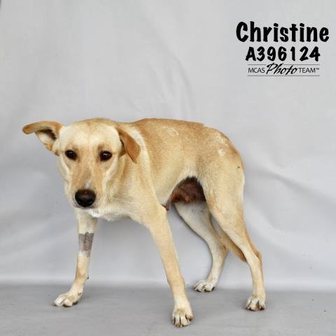 adoptable Dog in Conroe, TX named CHRISTINE