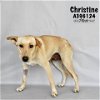 adoptable Dog in conroe, TX named CHRISTINE