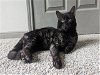 adoptable Cat in conroe, TX named BENSON