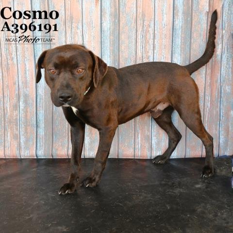 adoptable Dog in Conroe, TX named COSMO