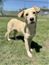 adoptable Dog in conroe, TX named BASIL