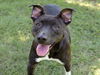 adoptable Dog in Conroe, TX named BRANLIE