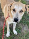 adoptable Dog in conroe, TX named CARVER