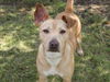 adoptable Dog in Conroe, TX named JOJO