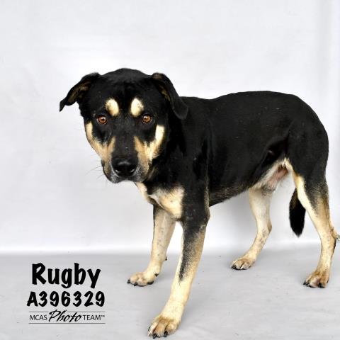 adoptable Dog in Conroe, TX named RUGBY