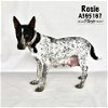 adoptable Dog in conroe, TX named ROSIE