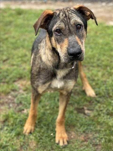 adoptable Dog in Conroe, TX named CLYDE