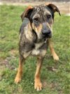 adoptable Dog in conroe, TX named CLYDE