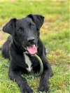 adoptable Dog in conroe, TX named ALVIN