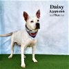 adoptable Dog in conroe, TX named DAISY