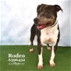 adoptable Dog in conroe, TX named RODEO