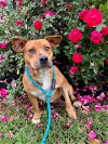 adoptable Dog in conroe, TX named ANGIE