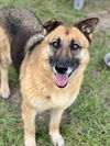 adoptable Dog in Conroe, TX named FALLON