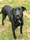 adoptable Dog in conroe, TX named DJANGO