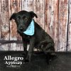 adoptable Dog in conroe, TX named ALLEGRO
