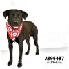 adoptable Dog in conroe, TX named BRONX