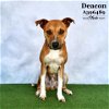 adoptable Dog in conroe, TX named DEACON