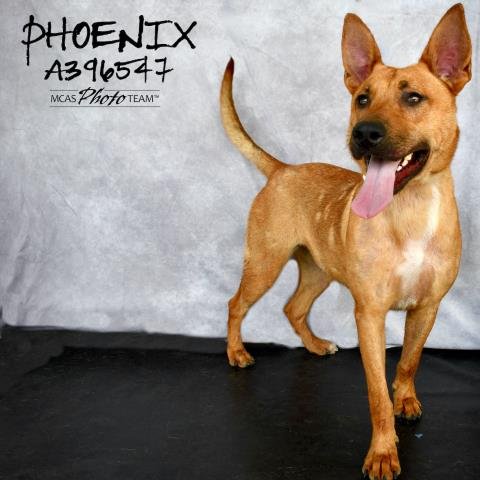 adoptable Dog in Conroe, TX named PHOENIX