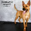 adoptable Dog in conroe, TX named PHOENIX